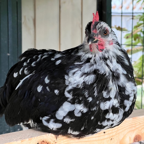 One Blue Crochet Headscarf Bandana - Picture 5 of 7